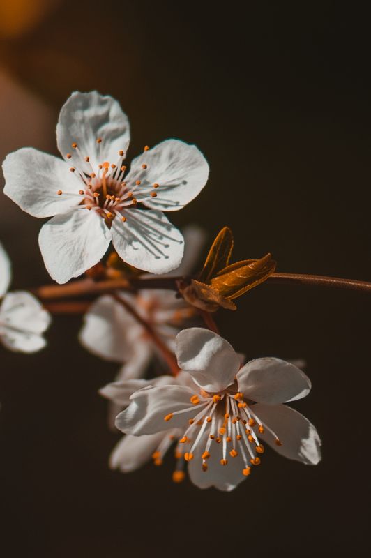 весна, вишня, цветы, макро Веснаphoto preview