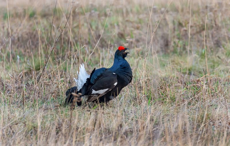 птица, тетерев косач,  лес, ток, косач..photo preview