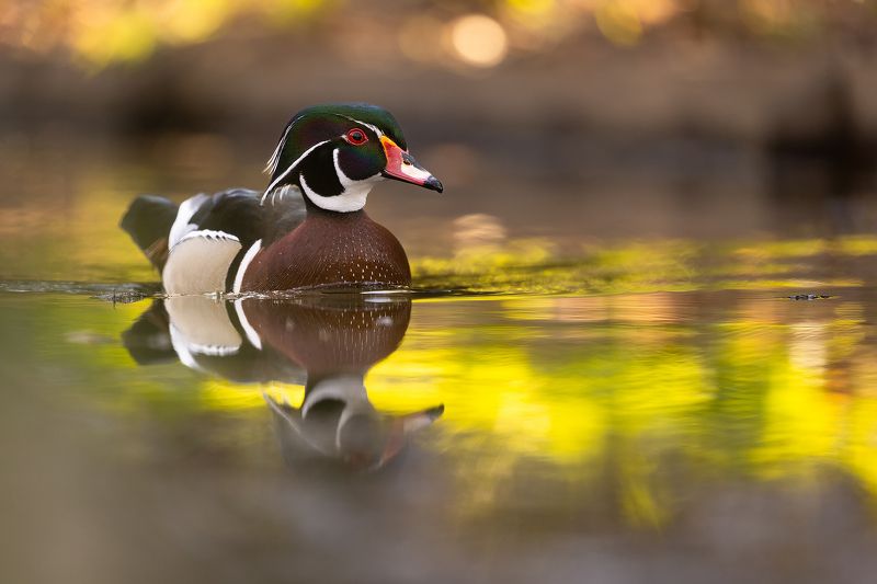 Carolin duckphoto preview