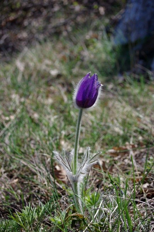 Последний....photo preview