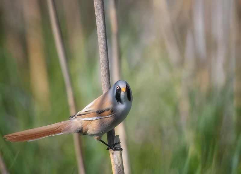 Усатая синицаphoto preview