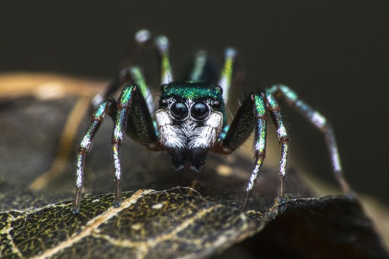 Jumping, spider, small, nature, natural, animal, macro, light, dark, black, color, legs, eyes, beauty, beautiful, outdoor, forest, tropital Jumping spiderphoto preview