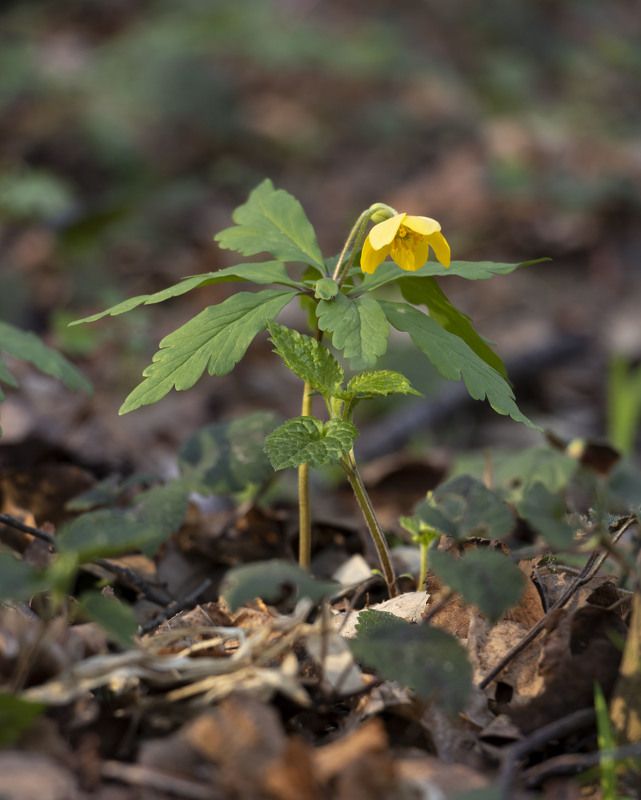 цветы, природа Ветреницаphoto preview