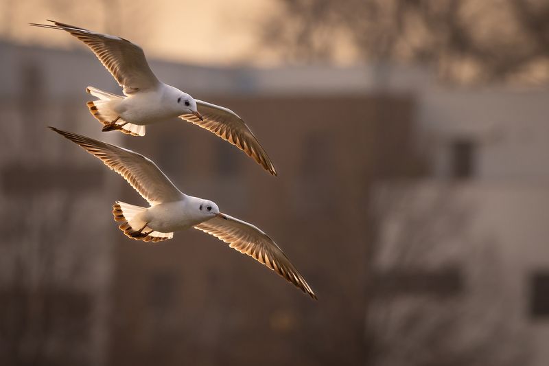 Gulls фото превью