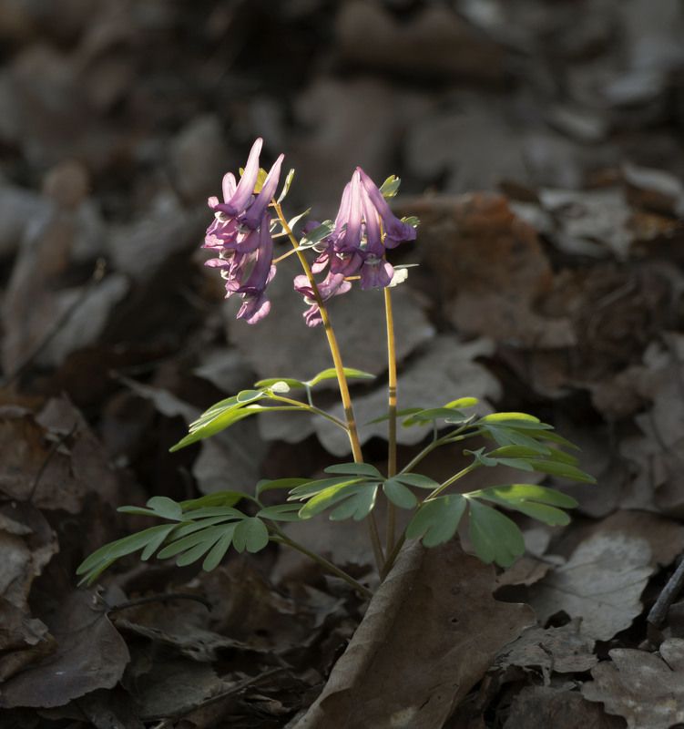 цветы, природа В солнечных лучахphoto preview