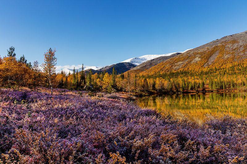хибины,кольский,осень,прованс,куэльпорр Хибинский Прованс.photo preview