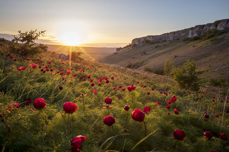 крым, пейзаж, пионы, закат, белая скала, белогорск, цветы, Крымские зарисовки. фото превью