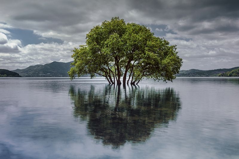 The giving treephoto preview