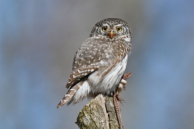 Пернатые Тульской областиphoto preview