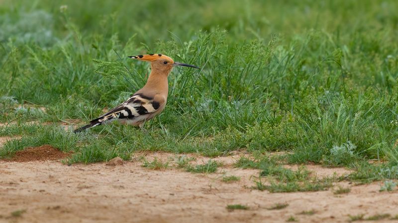 удод ***photo preview