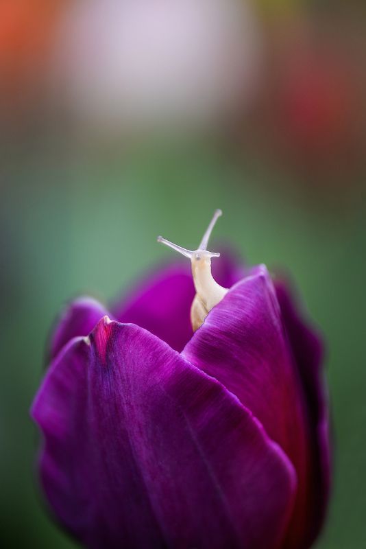 макро, макросказки, макроистории, улитки, вчувствование, созерцание, тишина, покой, лес, природа, красота, \