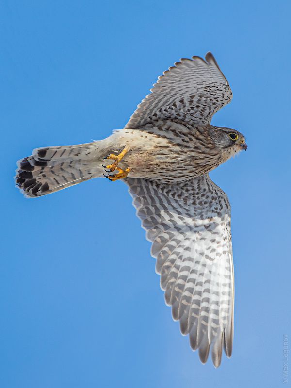 Сокол пустельга обыкновеннаяphoto preview