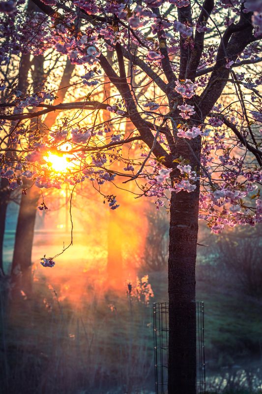 весна, сакура, цветение, цветок, солнце, туман, утро Цветение сакурыphoto preview