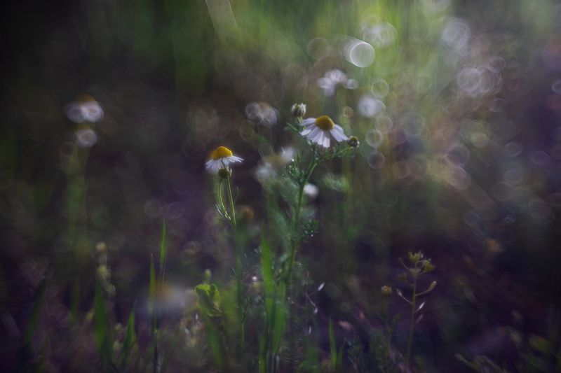 ромашка Воплощенный светphoto preview