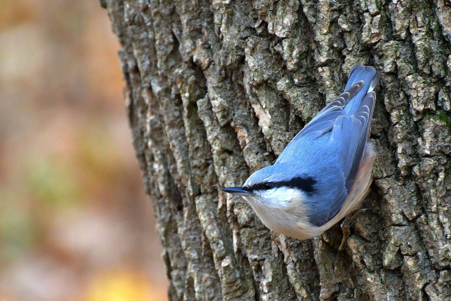 , Корнейчук Игорь