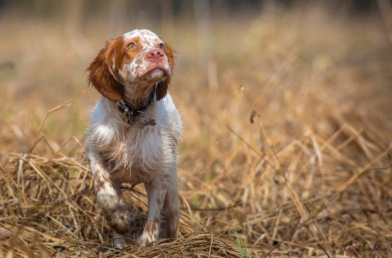 английский_сеттер, охота, стойка Когда просыпаются инстинкты. Английский сеттер, первые стойки.photo preview