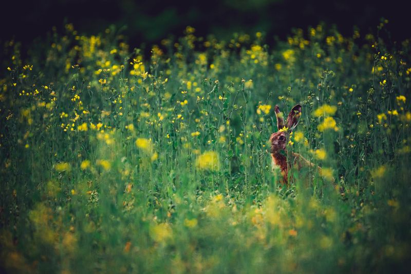 nikon d610,nikon 200-500/5,6 Заяц Ну Погодиphoto preview