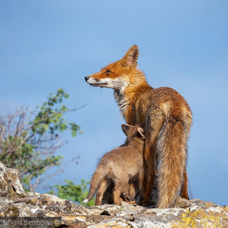 Лисаphoto preview