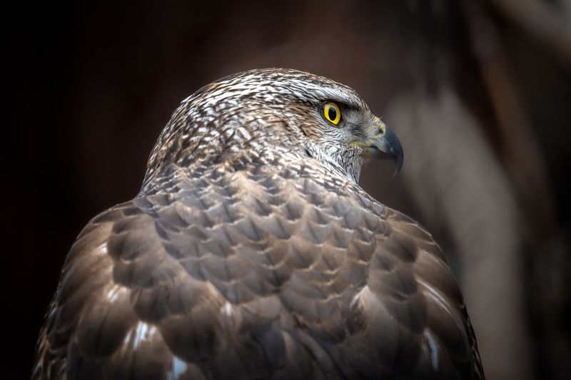 Взгляд #2photo preview