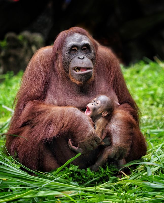 Happy mother and childphoto preview