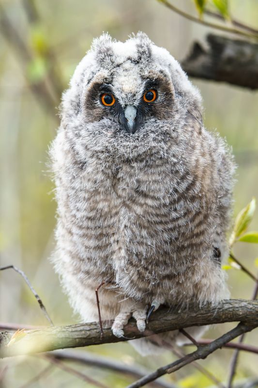 сова, птицы, природа Слёток ушастой совыphoto preview