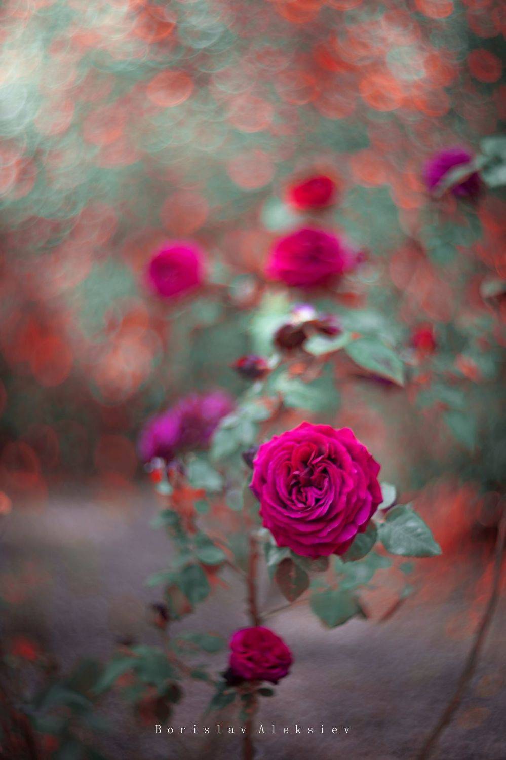 flowers,pink,red,orange,green,nature,light,exterior,fujifilm,zenit,helios,bokeh,rose, Борислав Алексиев