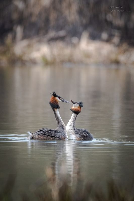птицы, фотоохота, чомги, большие поганки На свиданииphoto preview