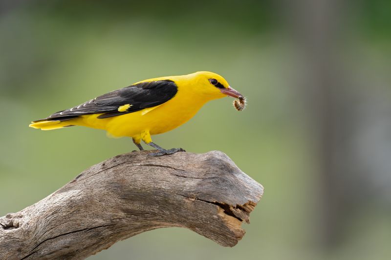 Oriolus oriolusphoto preview