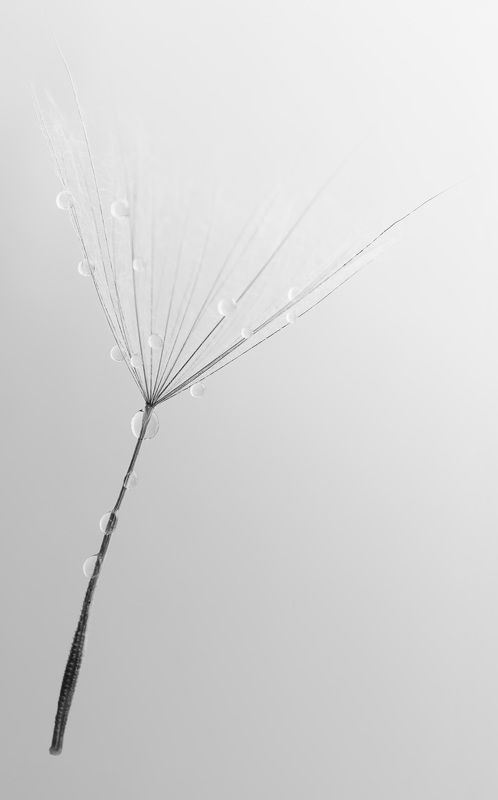 #macro #dandelion #drops #nature #wallpaper #background Black - white dandelionphoto preview