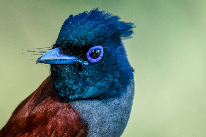 绶带鸟photo preview