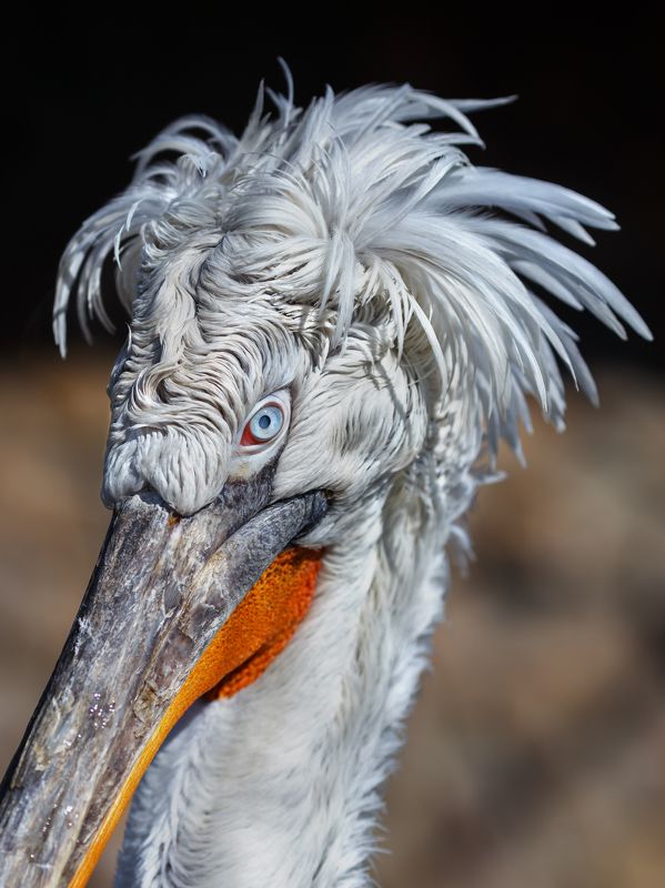 кудрявый пеликан Кудрявый пеликанphoto preview