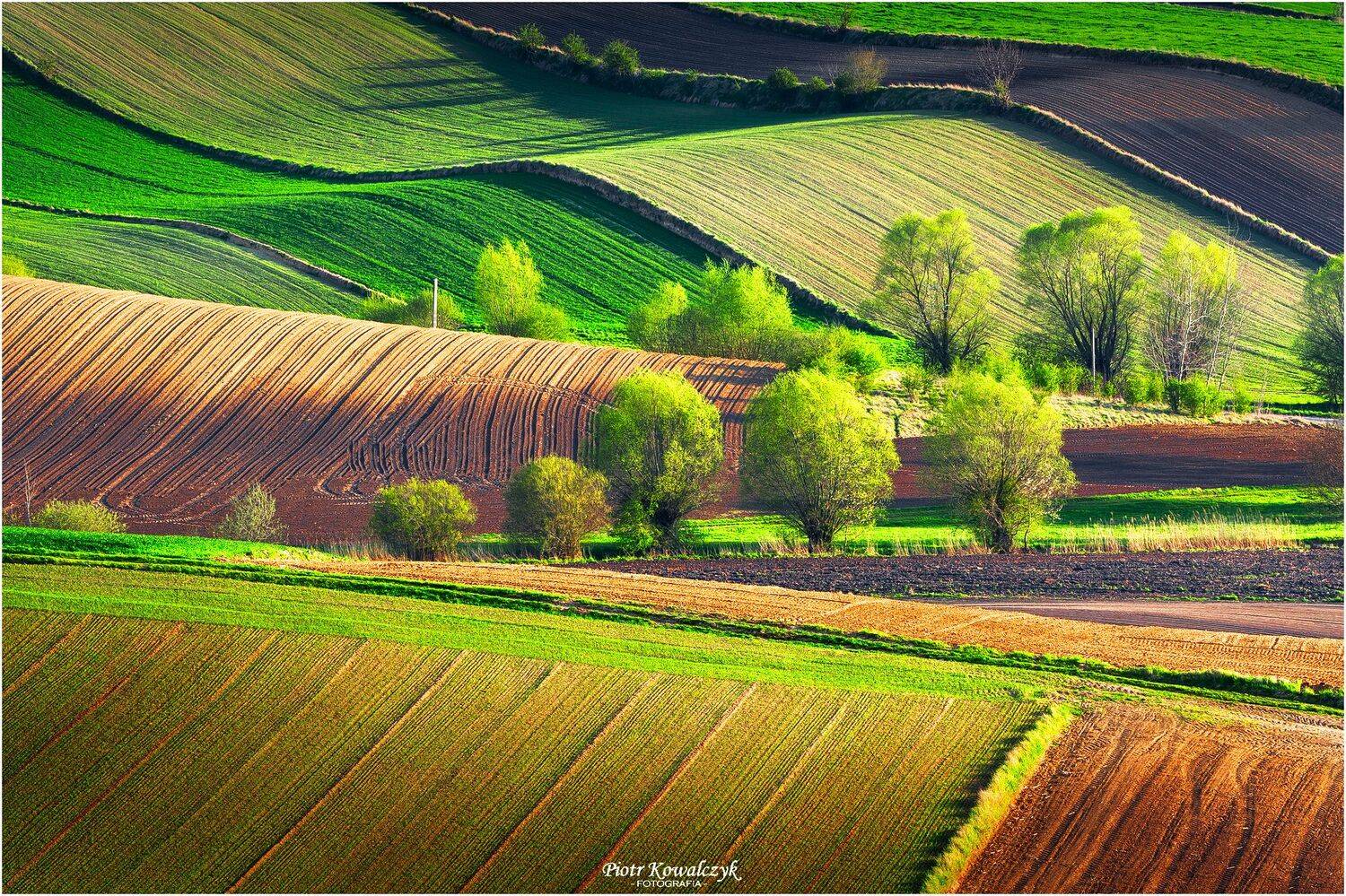 ***. Автор: Kowalczyk Piotr polska, ponidzie, wiosna, Kowalczyk Piotr