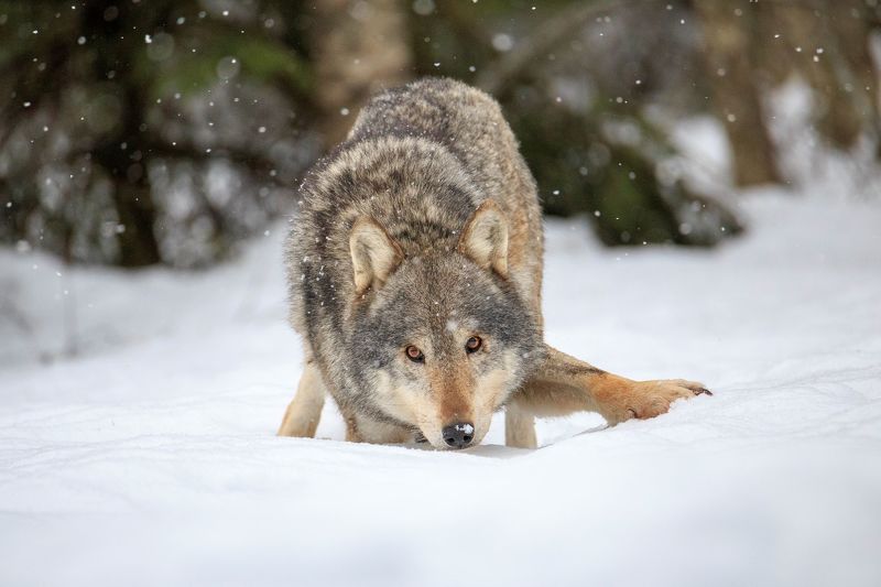 Из сказки натурализовался...photo preview