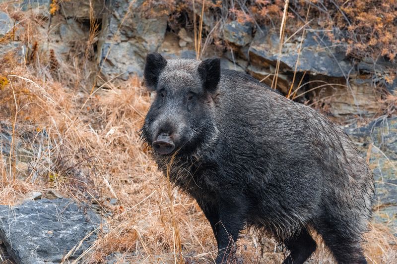 кабан Кабанчикphoto preview