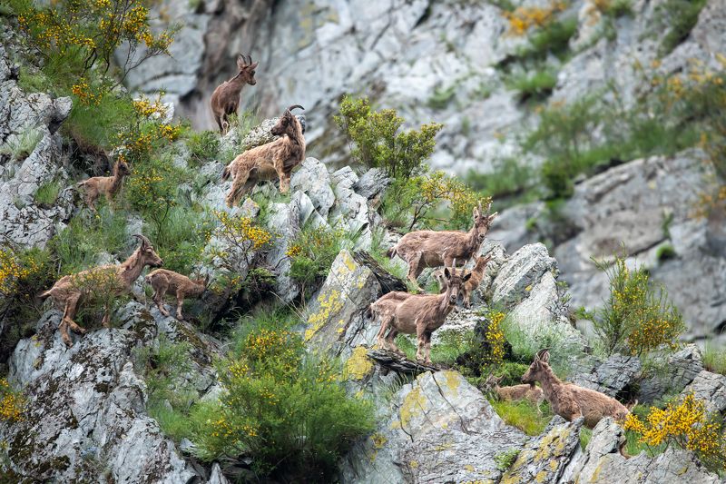 сибирский горный козел, козерог Козлушки в акацииphoto preview