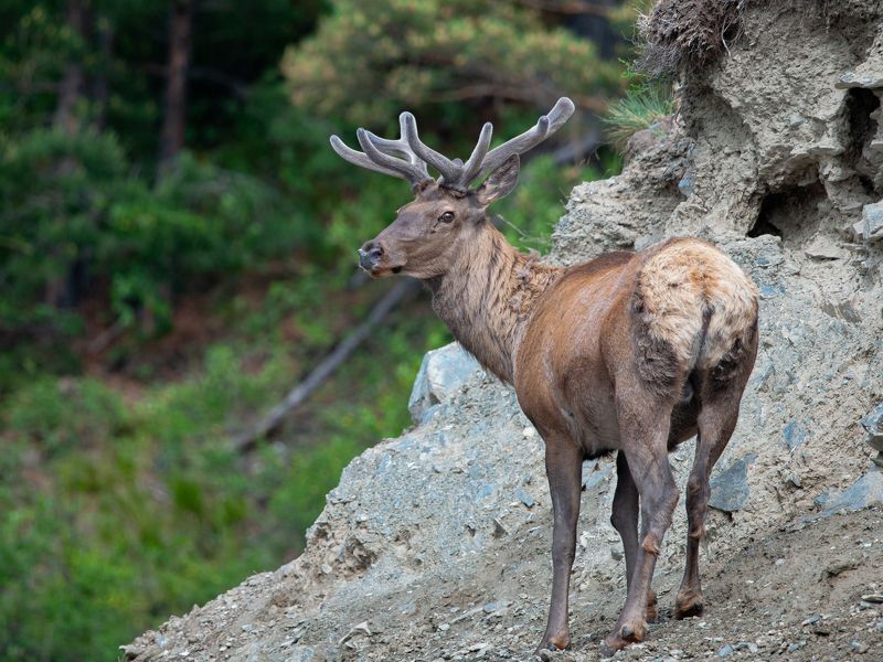 марал Пантач на солонцеphoto preview