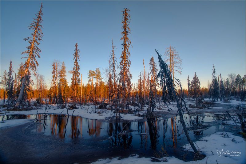 национальный, парк Карельское болотоphoto preview