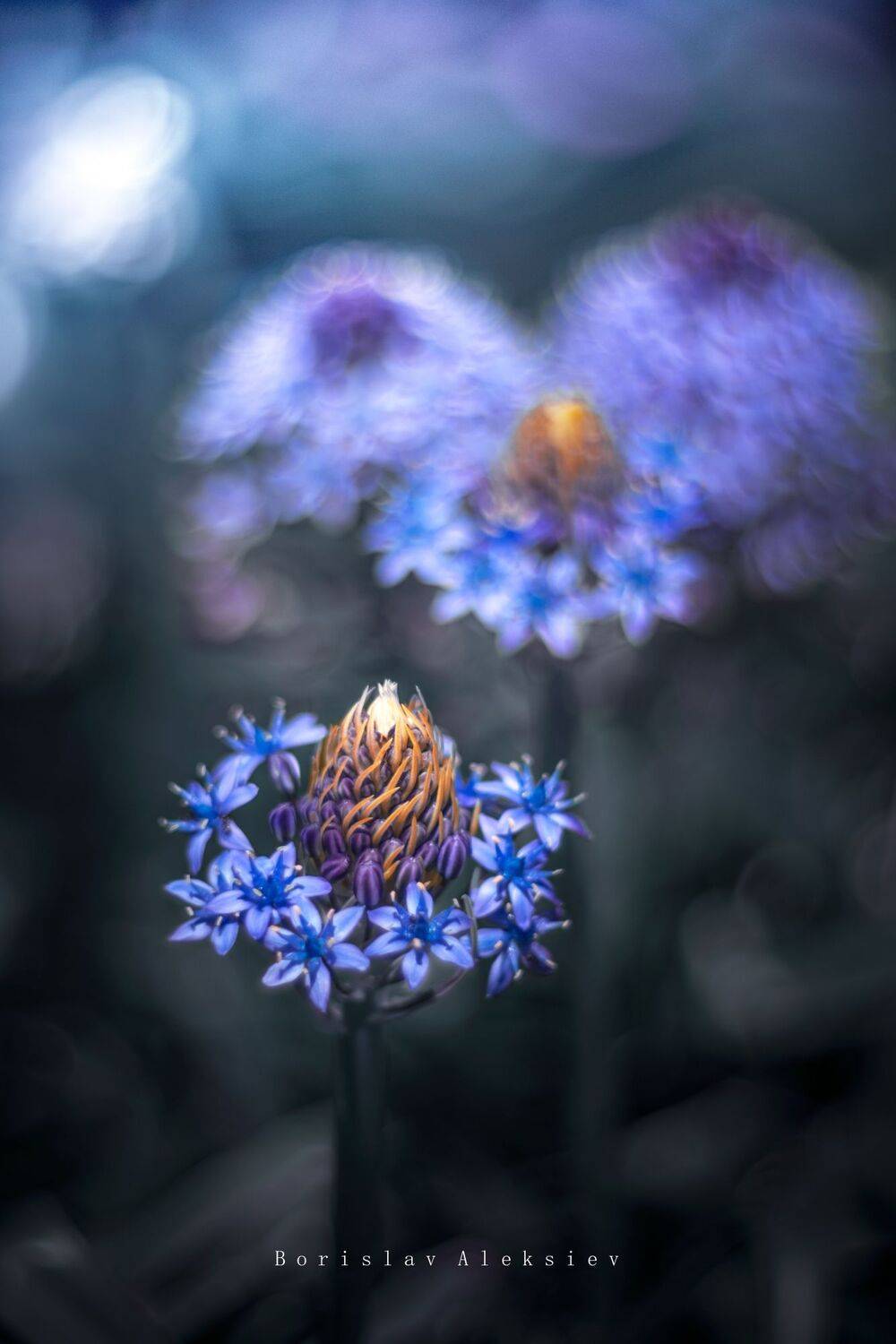 Blue. Автор: Борислав Алексиев flowers,yellow,blue,bokeh,nature,light,bokeh,zenit,helios,fujifilm.xt3, Борислав Алексиев