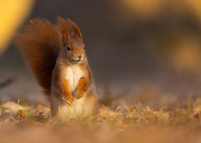 Squirrelphoto preview