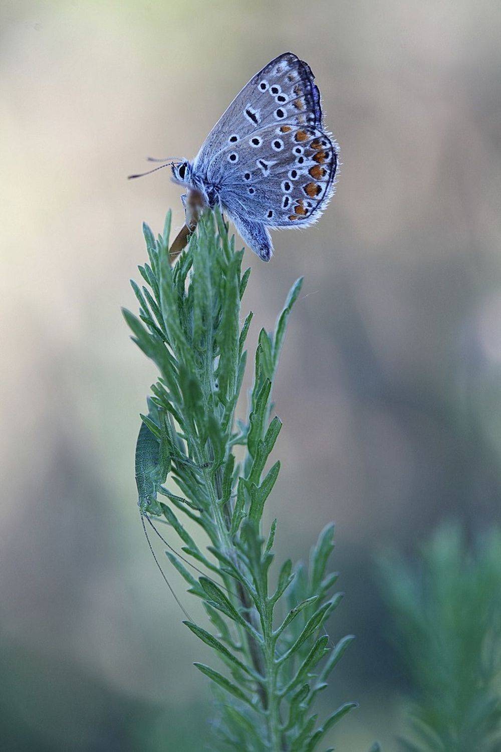 ***. Автор: Леонид , Леонид