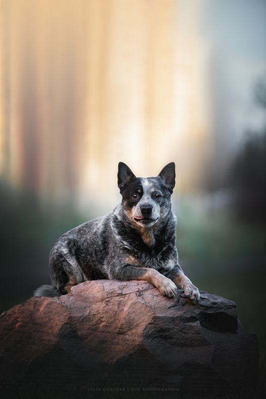 Австралийский хилерphoto preview