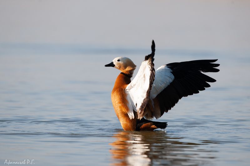 огарь, утка Красная утка - огарьphoto preview