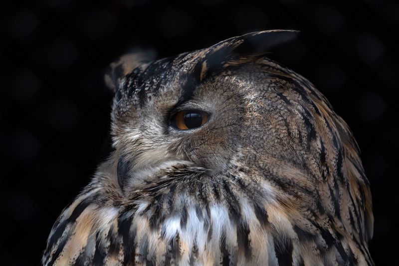 owl, outdoor, bird, portrait, dramatic ***photo preview