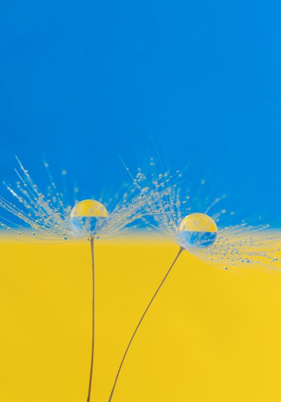 #yellow-blue #dandelion #drops #nature #wallpaper #background #ukraine Yellow-bluephoto preview
