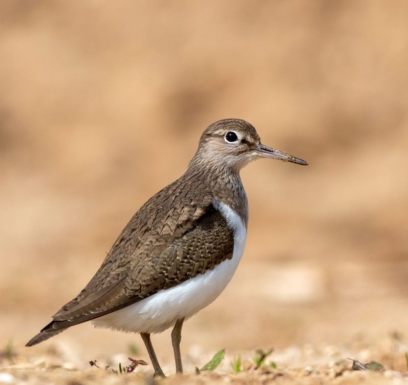 перевозчик, кулик, птица, фотоохота, московсая облась, birds, Перевозчикphoto preview