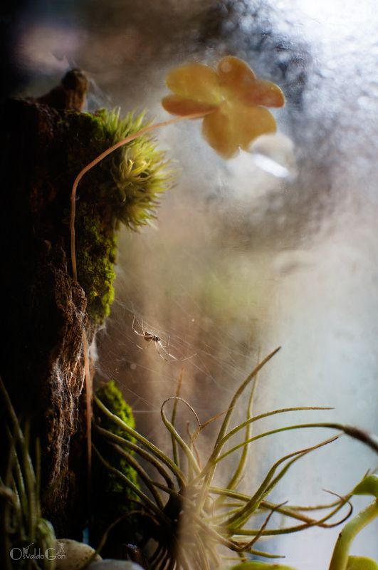 Atrapadaphoto preview