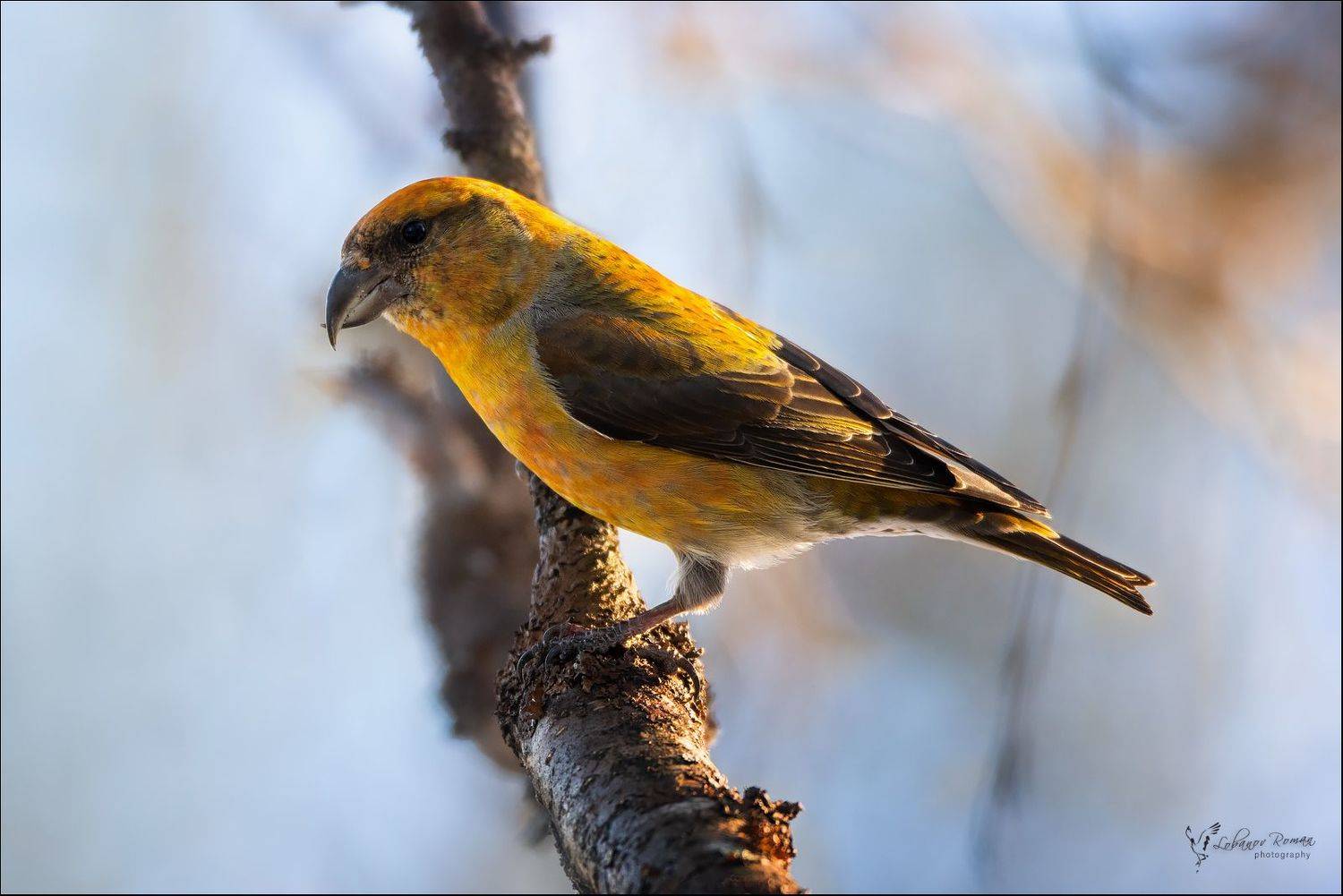 , Лобанов Роман