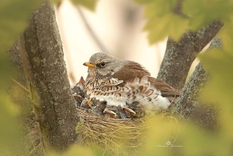 Kwiczoł (Turdus pilaris)photo preview
