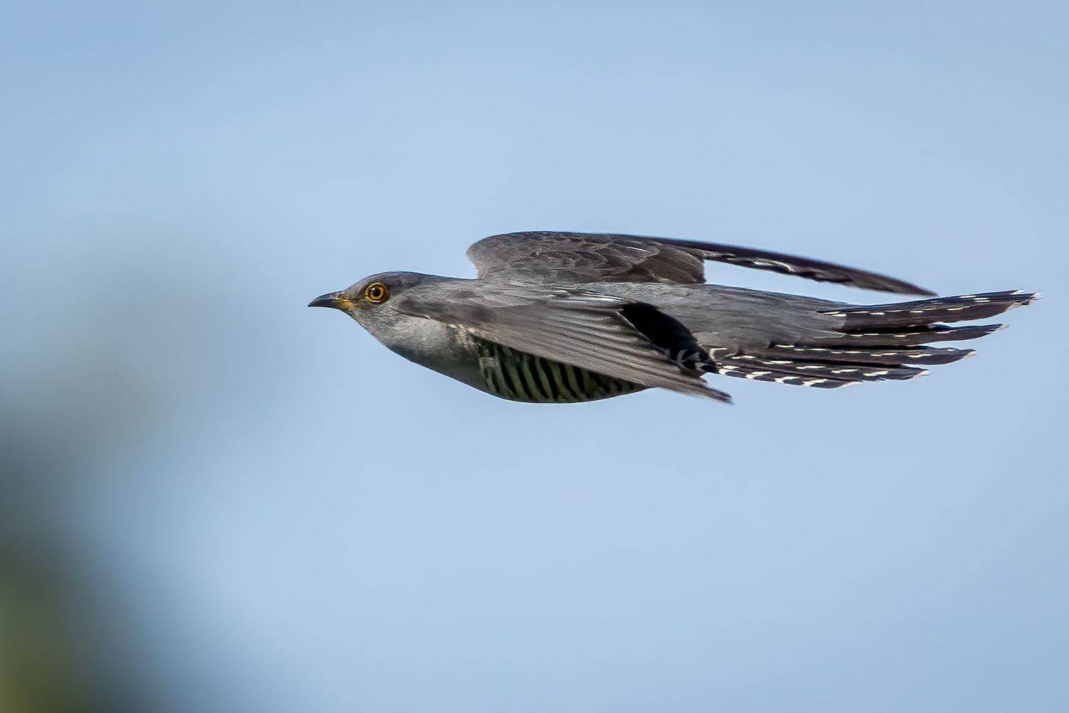 Common Cuckoo. Автор: Sibé cuckoo; bird; flying; nature, Sibé