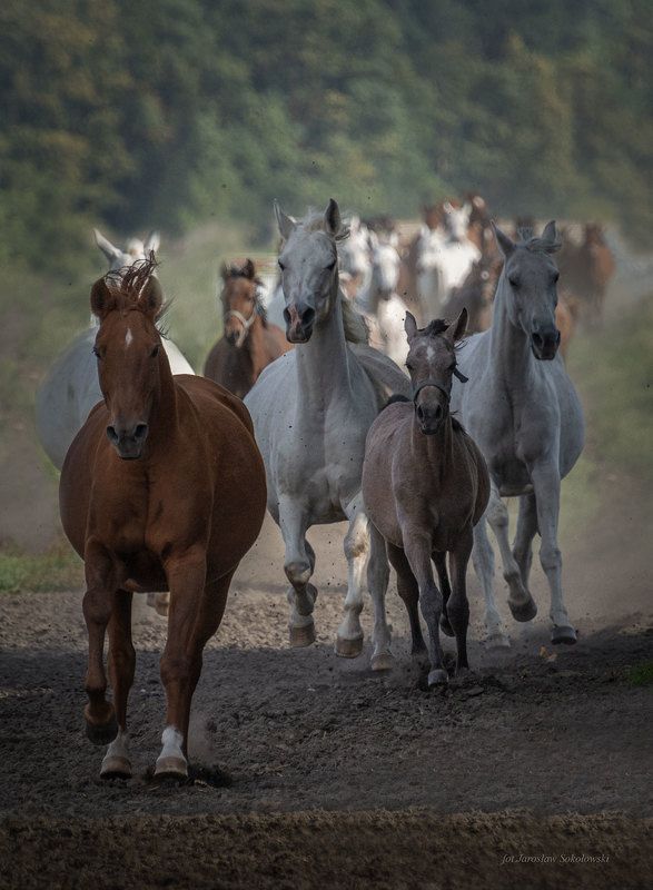 #konie arabskie # stadniny Powrótphoto preview